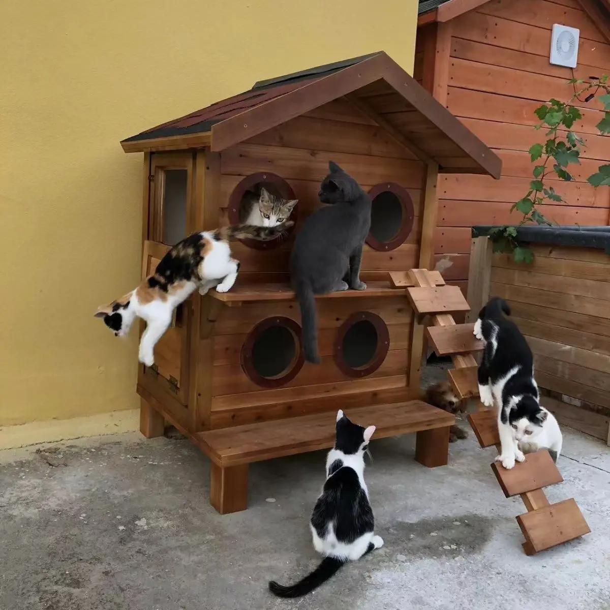 

Открытый кошачий домик Бродячий питомник Вилла для домашних животных из массива дерева Четыре сезона Непромокаемый универсальный солнцезащитный дом Теплое кошачье гнездо