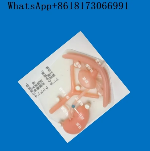 Urology Laparoscopic Simulation Training Module, Urinary System Silicone Organ