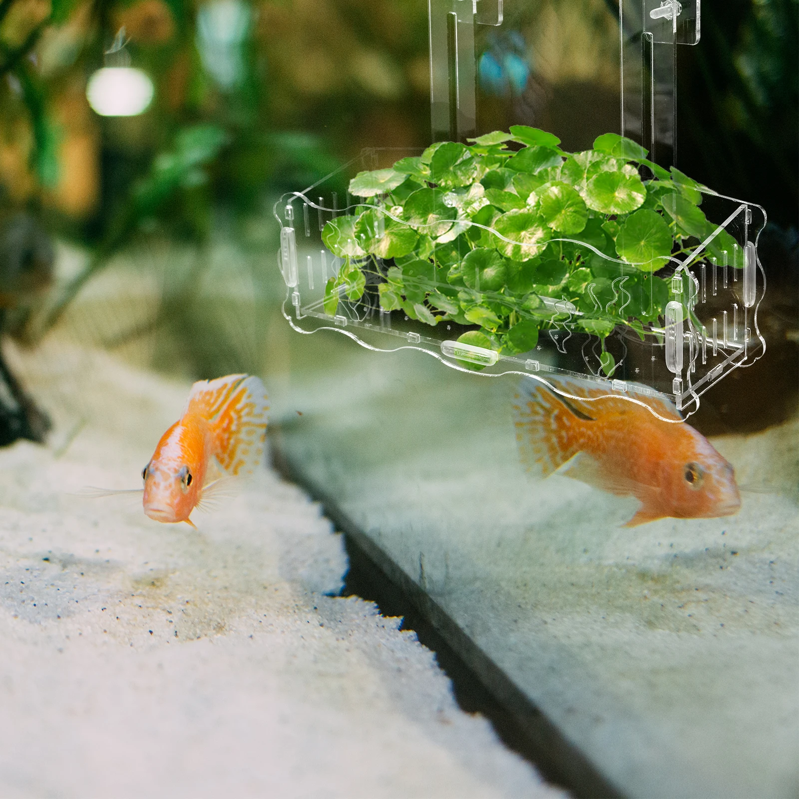

Hook up Aquatic Planting Cup Flower Pot Acrylic Aquarium Fish Tank Decorations Plants