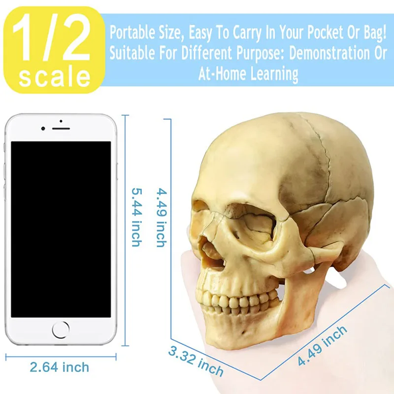 15 PÇS/SET Anatomia Modelo de Crânio Explodido 4D Desmontado Modelo de Crânio Clássico Destacável Ferramenta de Ensino Médico