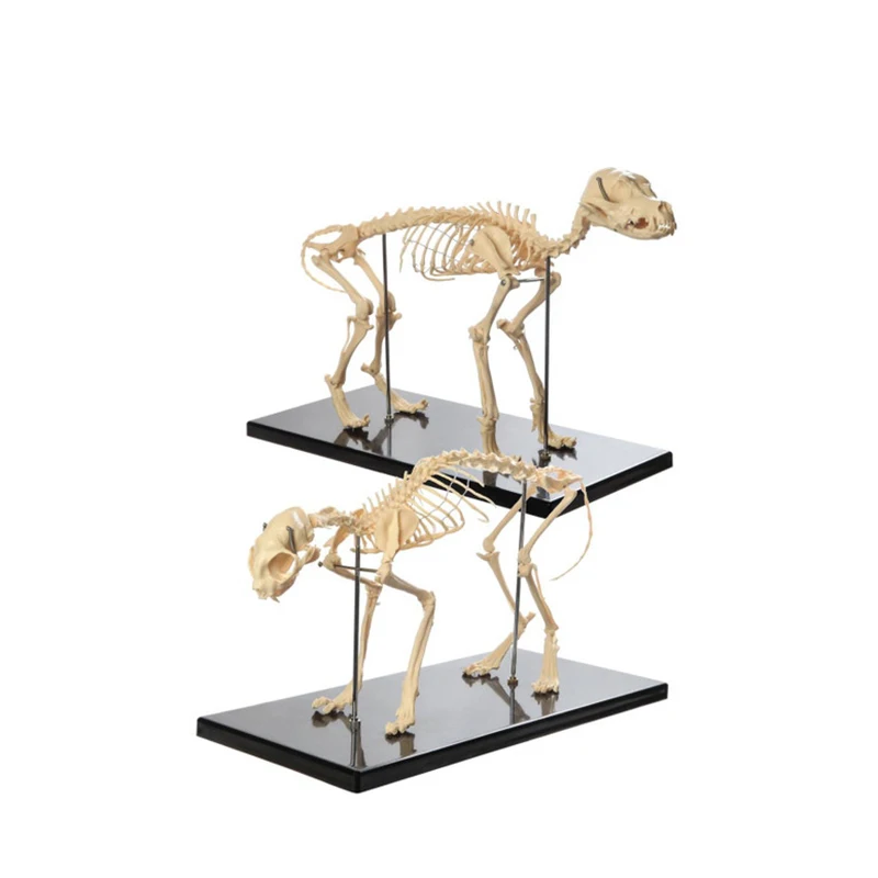 Large Canine Big Dog Veterinary Teaching Skeleton Model