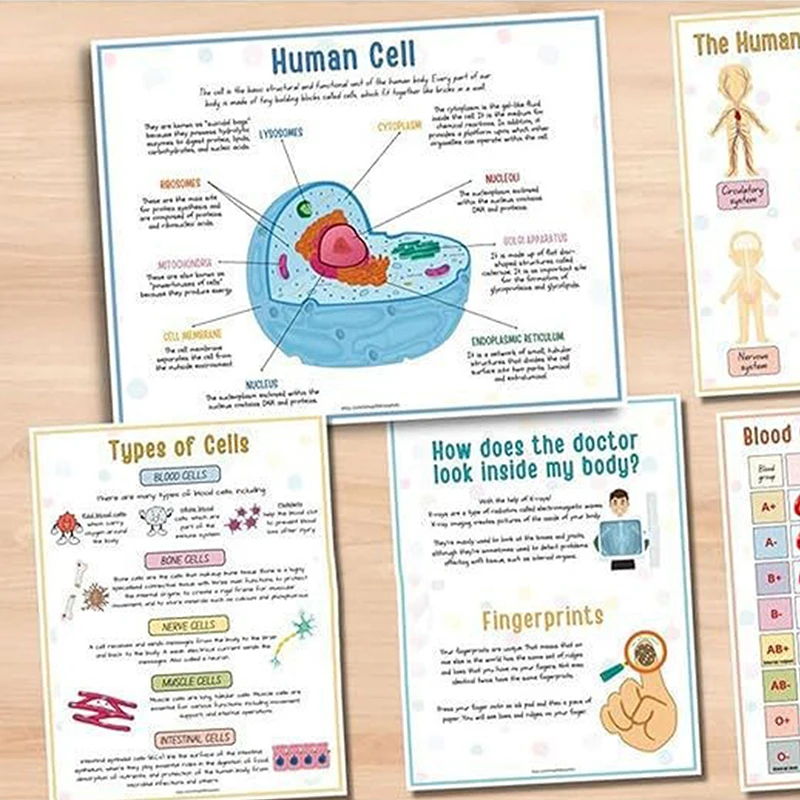 Menschliche Anatomie Beschäftigt Buch Menschliches Organ Spiel Vorschule Interaktive Anatomie Beschäftigt Buch Für Kinder Montessori Spielzeug Lernen Erkenntnis