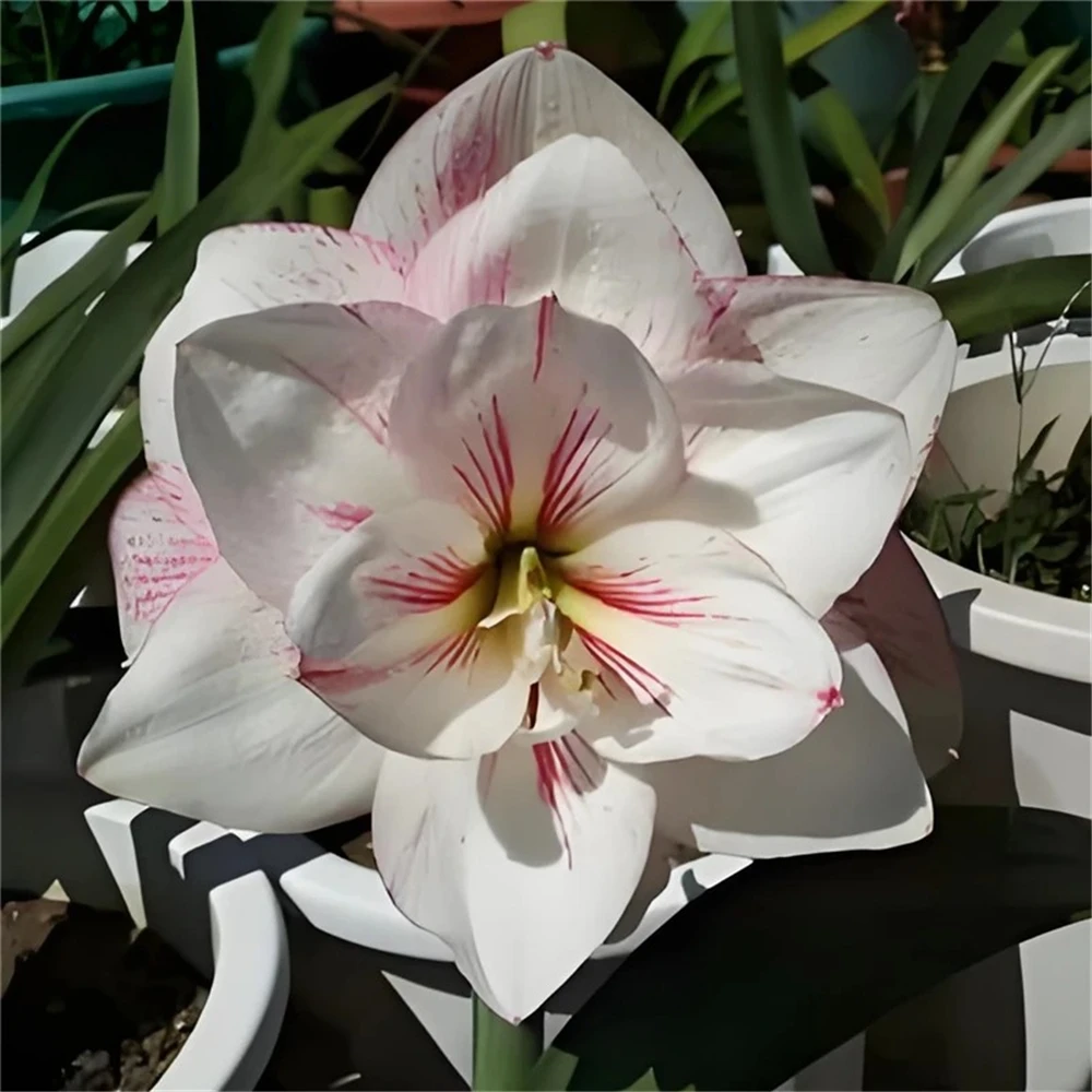 aparador para flores Hippeastrum Móveis para plantas 2 unidades