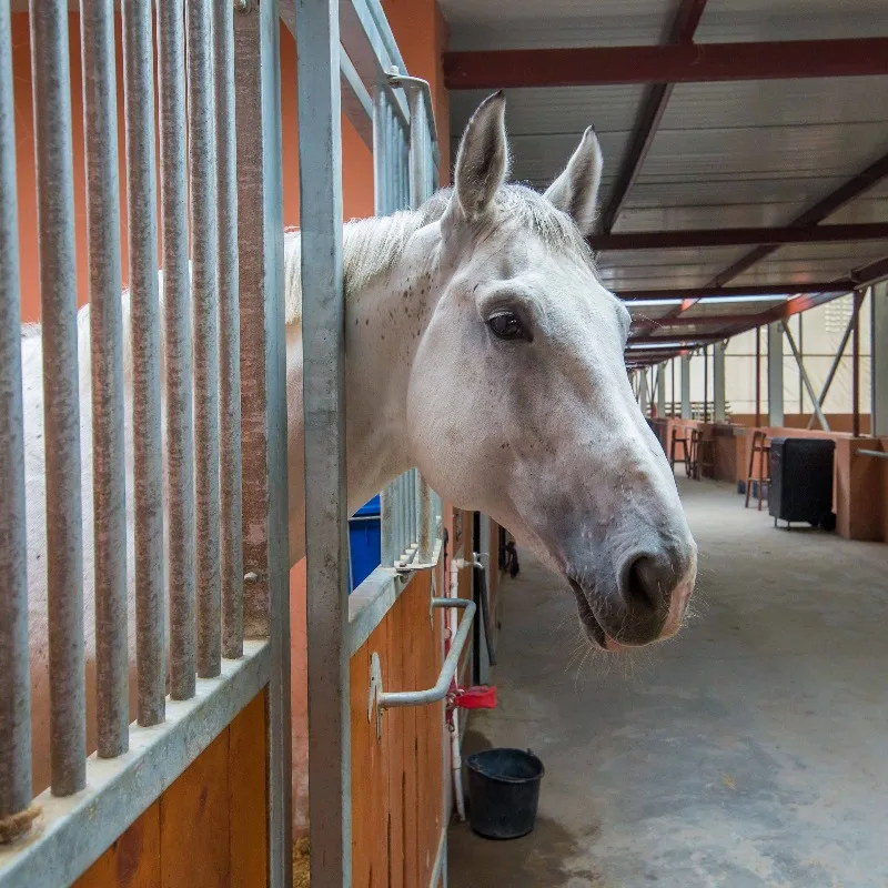 Customization New Portable Horse Stable with Essential Gear Components for Farms