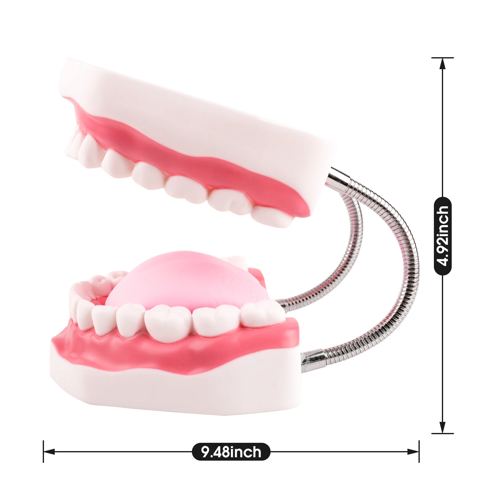 Standard Teeth Model - Mouth Model Human Teeth Model Tooth Brushing Model for Teaching Studying