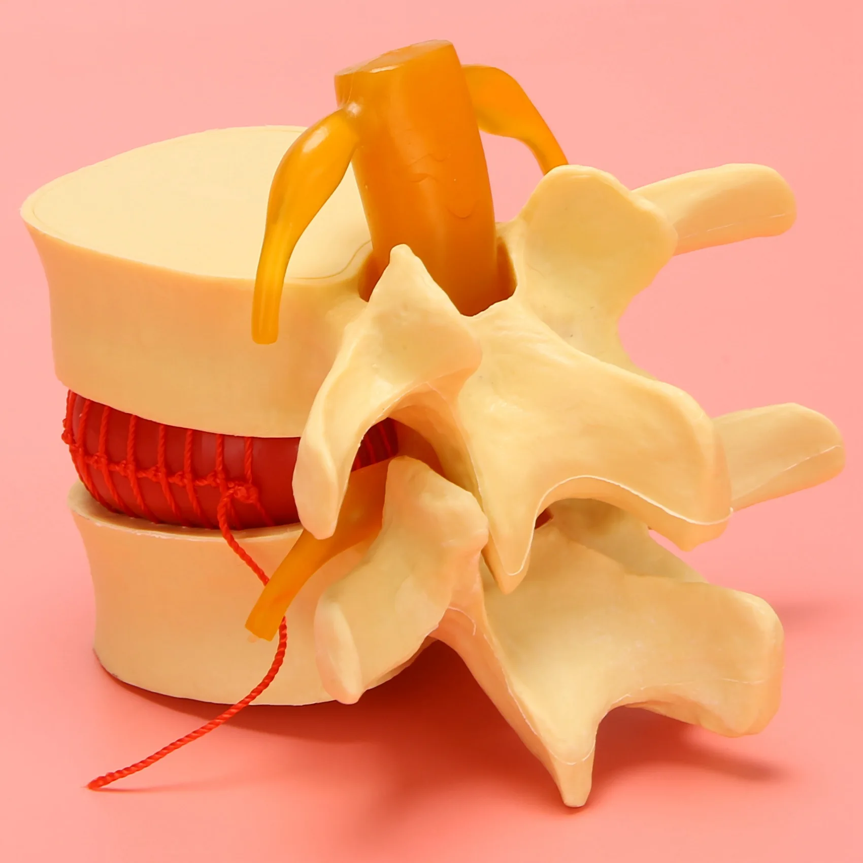 

【Горячие продажи!】Модель поясничных позвонков, анатомический позвоночник, грыжа поясничного диска, анатомический обучающий инструмент, модель поясничного позвонка