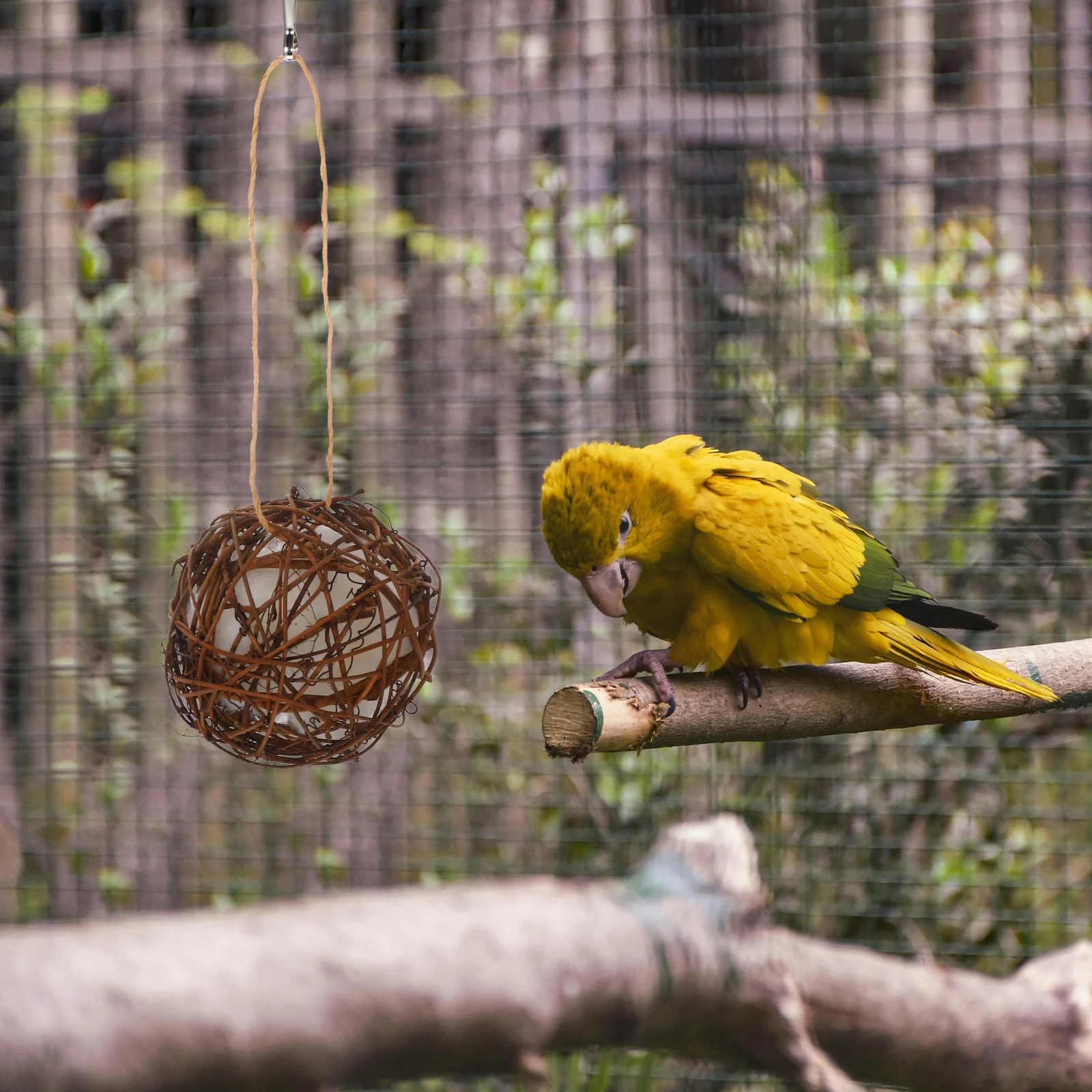 

2Pcs Bird Chewing Balls Natural Texture Parrot Cockatiel Foraging Bite-Resistant Cage Plaything Fun Shredding Balls