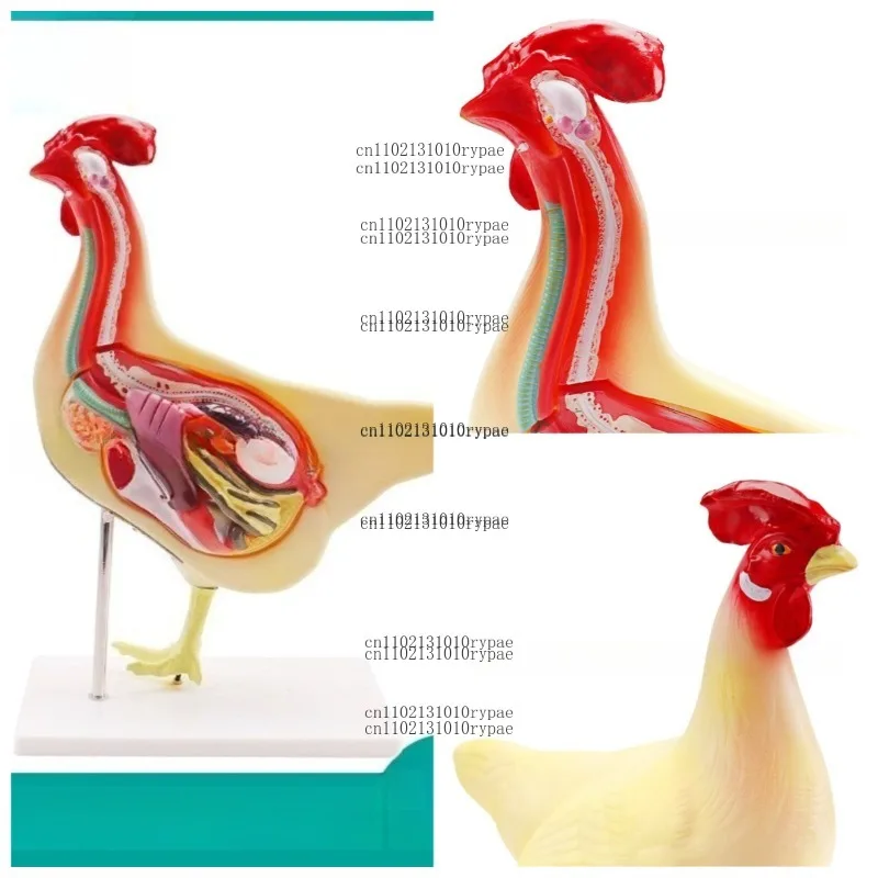 Chicken model, natural biological teaching model, teaching instrument chicken model