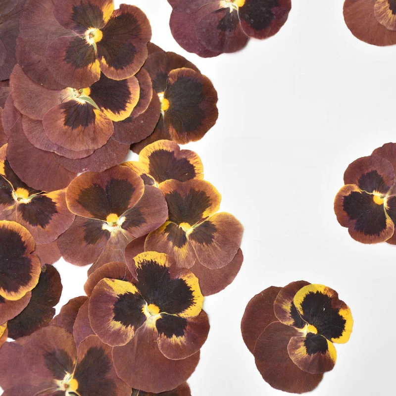 12 قطعة/4-6 سنتيمتر ، خمر بانسي ضغط بتلات بالتنقيط الغراء زهرة جافة إطار صور ذاتي الصنع المرجعية مهرجان بطاقة هدية زهرة الديكور