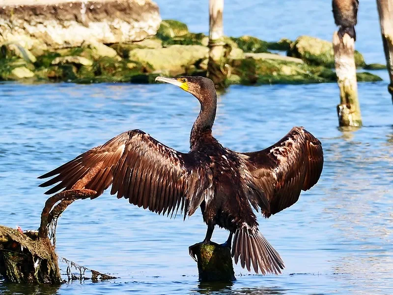 

9309E 1:18 4WD RC Car — высокоскоростная электрическая внедорожная модель, имитация модели (подарочная игрушка)