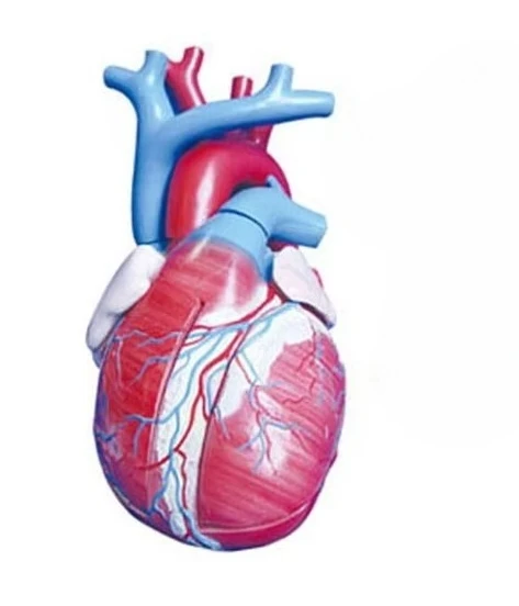 Medical Plastic Heart Model Research Human Organ Medical Science Education Model