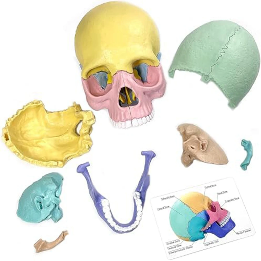 HOT 1Set Anatomy Skull Model Human Anatomy Skull Puzzle Detachable Mini Human Skull Model Silica Gel~Jul.