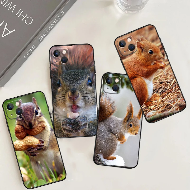 Squirrel Cute Anima… - image