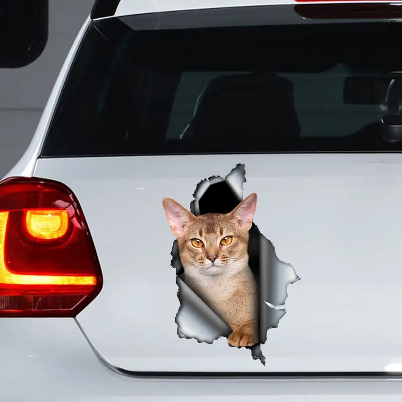 Abyssinian cat car decal , Abyssinian cat magnet, Abyssinian cat sticker