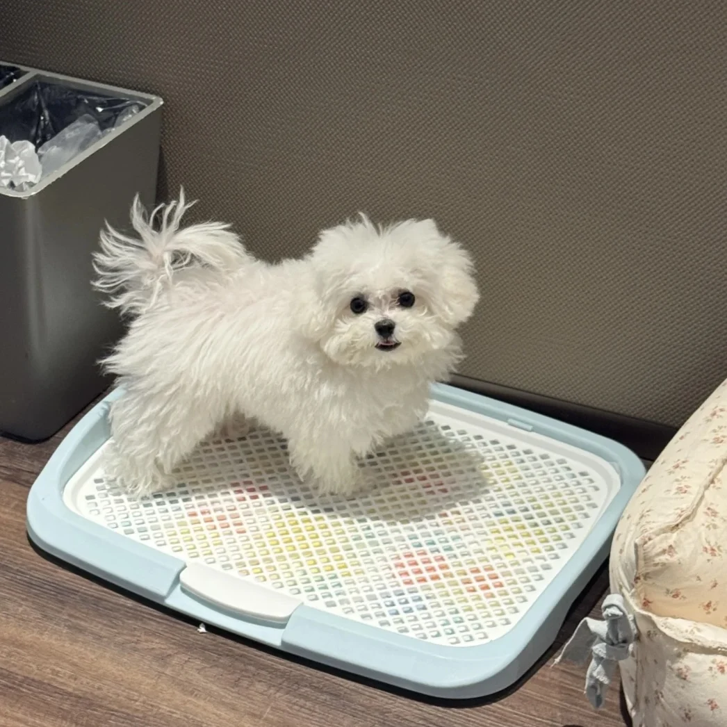 

Alice Dog Toilet Tray Pet Fixed Urinal Mat Portable Dog Batoom Small Dogs Indoor Training Pet Supplies Alice Dog Toilet