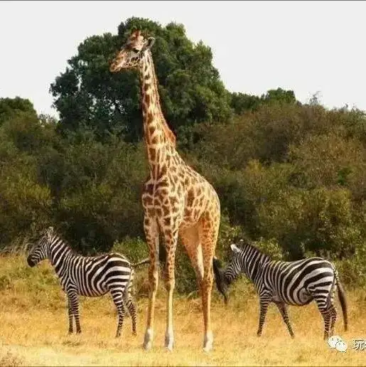 

Металлические диски и шины для радиоуправляемых дрифт-машин 1/10 (HSP 94122, Tamiya XV01, TT02, HPI Ky)