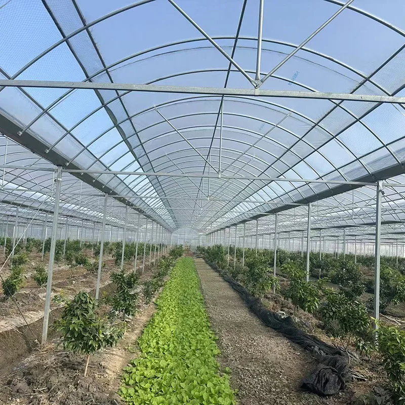 2025 الدفيئة البلاستيكية المستمرة زراعة الشتلات الزراعية الدفيئة ذات درجة الحرارة المستمرة