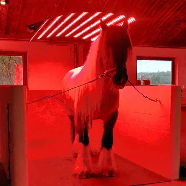 Barn Light Equine Whole Body Treatment Sunbath Pony Light Therapy Device Red Infrared Horse Light Horse Solarium