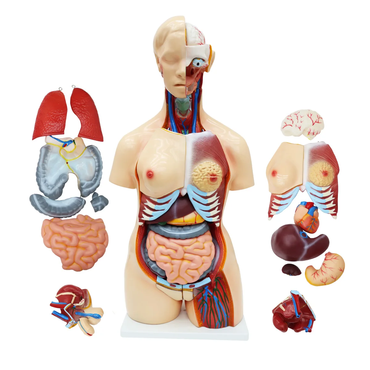 Anatomy Ne İş Yapar? Anatomik İnsan Gövdesi Modeli Nedir ve Neden Önemlidir?