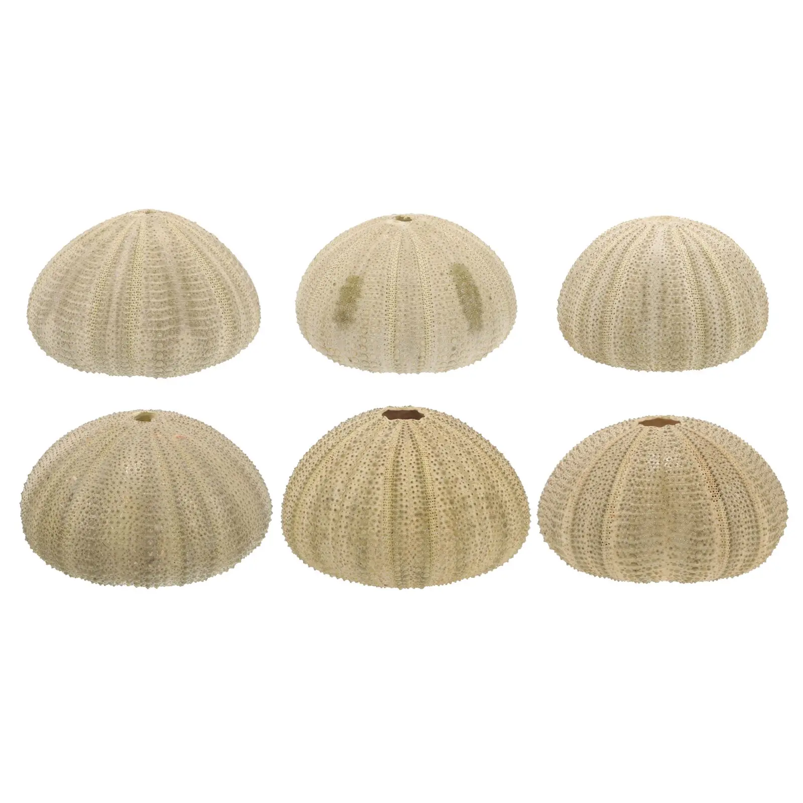 

6 Pcs Sea Shells 4 Natural Sea Shells 6CM Green for Fish Tank Home Crafts Decoration Pet Supplies