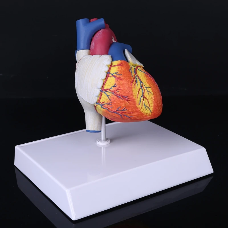 Life Size Disassembled Anatomical Human Heart Anatomy Model for School Science Resources Study Display Teaching Tool H8WD