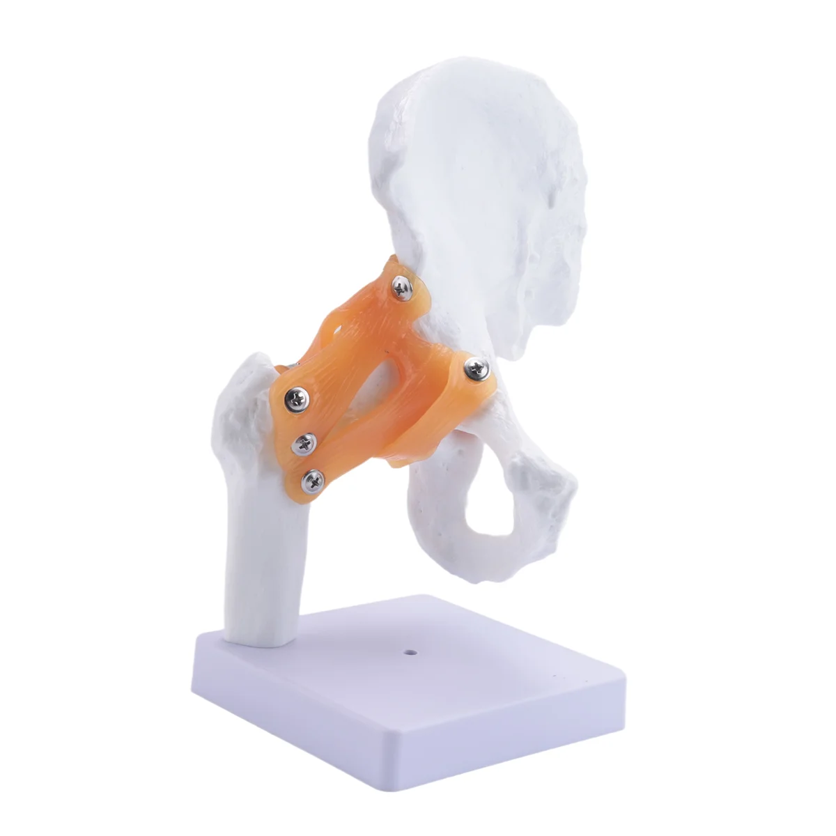 Gfc-Life ขนาดกายวิภาคสะโพกร่วมรุ่นโครงกระดูกมนุษย์ Anatomy การออกกําลังกายกระดูกกระดูกปวดทรัพยากรการสอน