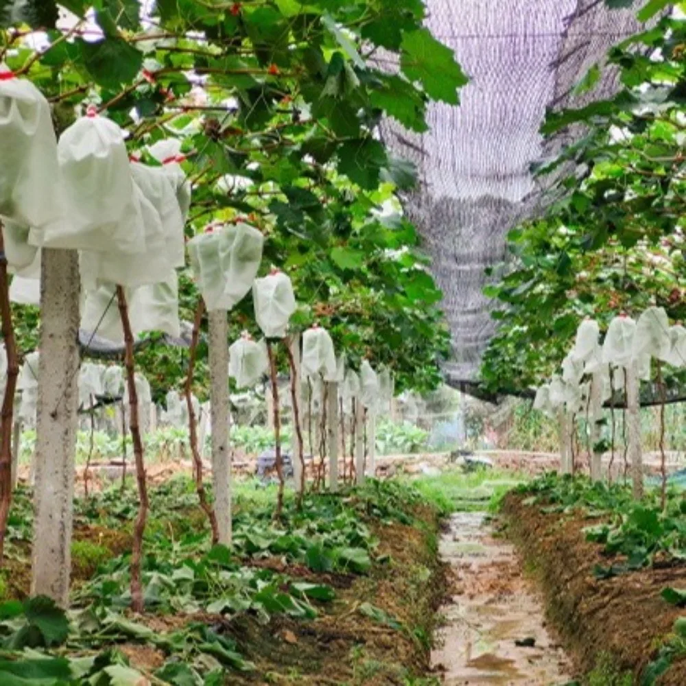 100Pcs Non-woven Fruit Protection Bags Anti-bird Breathable Nursery Bags Anti-sun Corrosion-resistant Insect Barrier Pouch