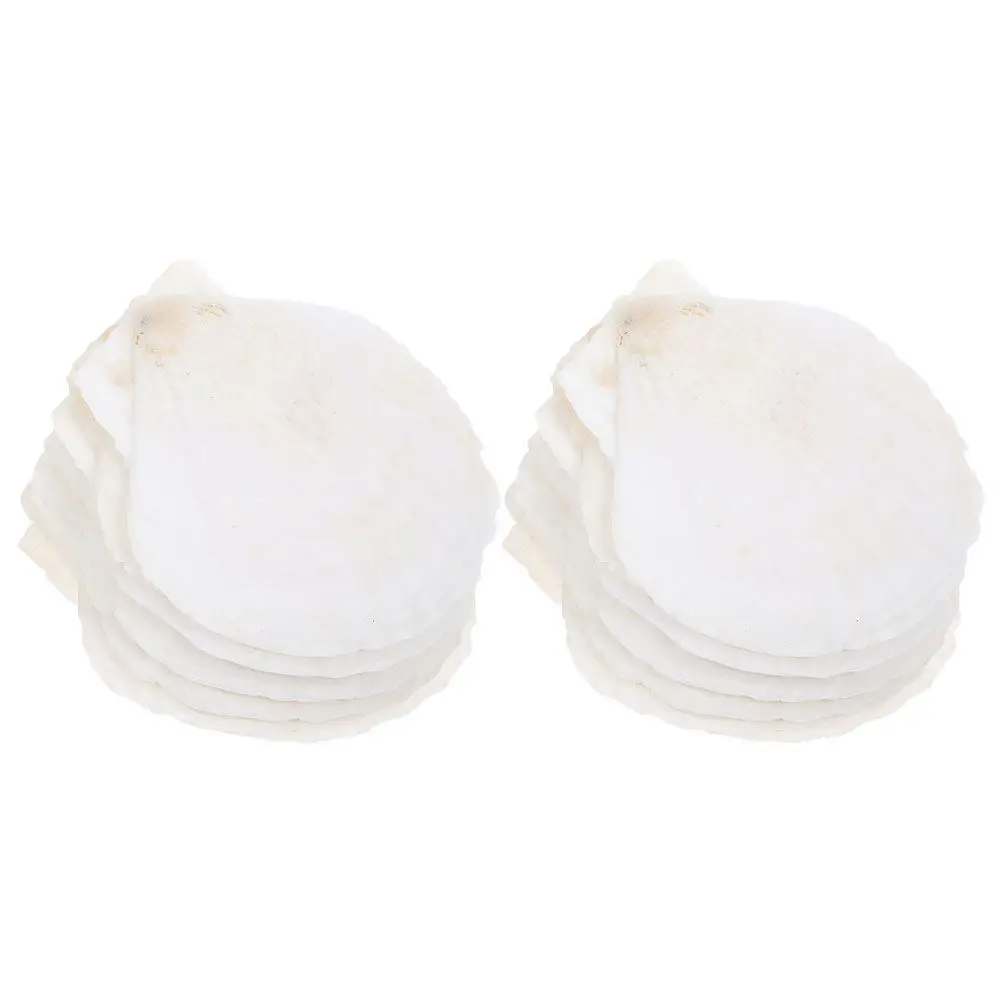 Natural White Scallop Shells 35Pcs Small Seashells for DIY Crafts Coastal Home Wall Decor Beach Party