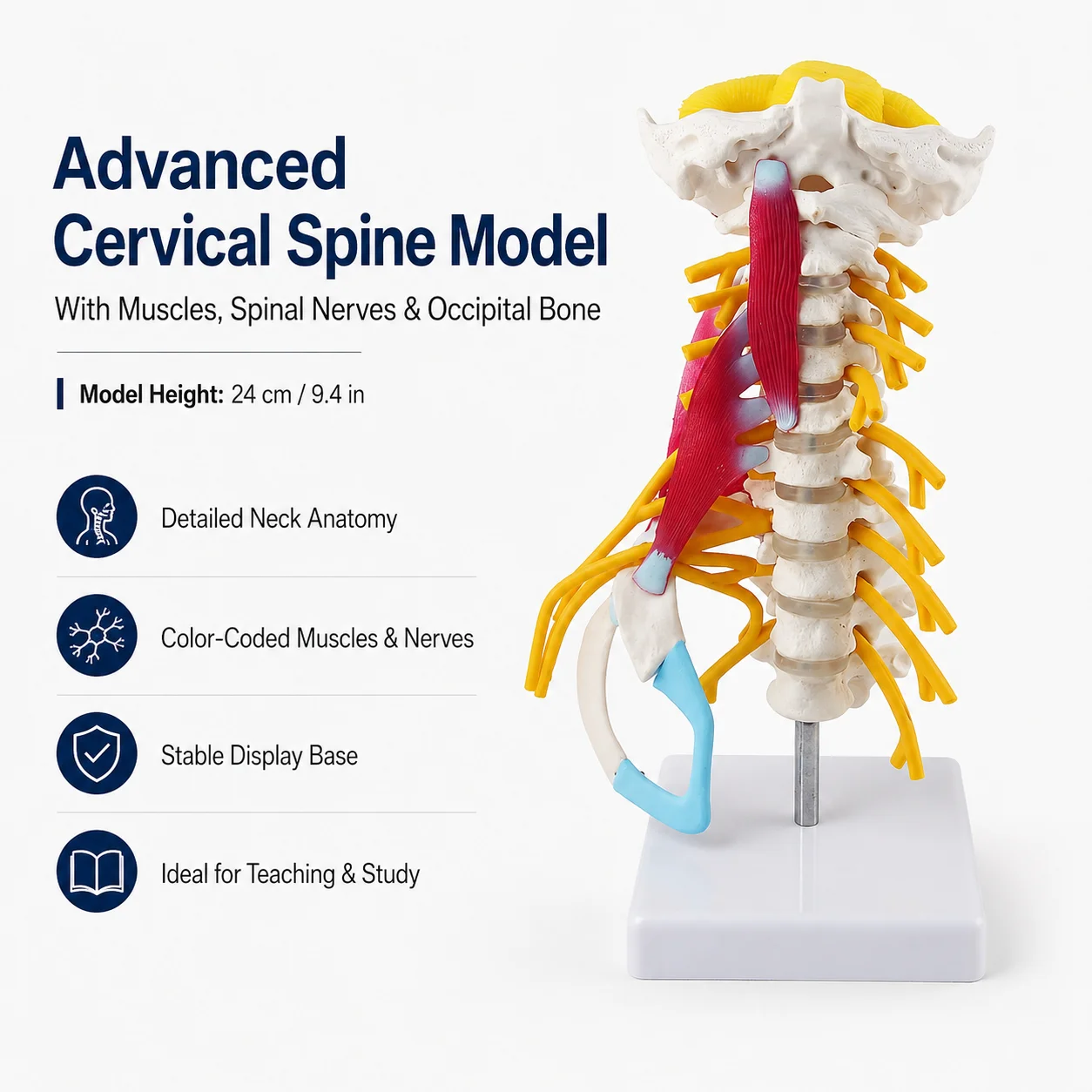 modello-avanzato-della-colonna-vertebrale-cervicale-da-24-cm-94-pollici-con-muscoli-nervi-spinali-e-osso-occipitale-modello-didattico-di-anatomia-in-pvc-con-supporto