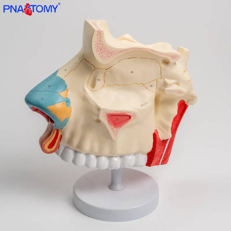 

Three Times Larger Nasal Cavity Anatomical Model Including Cross-sections of the Nasal Bone and nasal Cartilage.