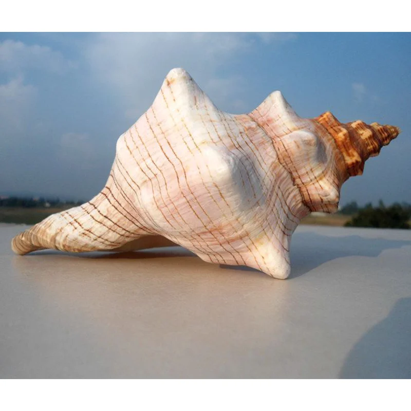 Natural Winding Shells Trapezium Horse Conch Decor Fish Tank Aquarium Wedding Decoration Micro-landscape Specimens Crafts Beach