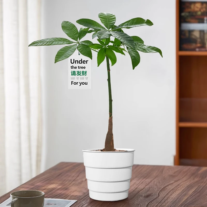 Meshpot 25cm Plastic Flower Pot with Saucer Home Plants Pot with Holes Root Control Air Pruning Planter for Home Decoration