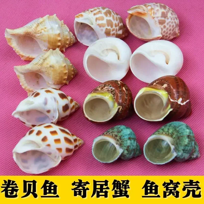 Conch Shells, Starfish, Home Decorations, Fish Tank Decorations, Mediterranean Style Floor Landscaping