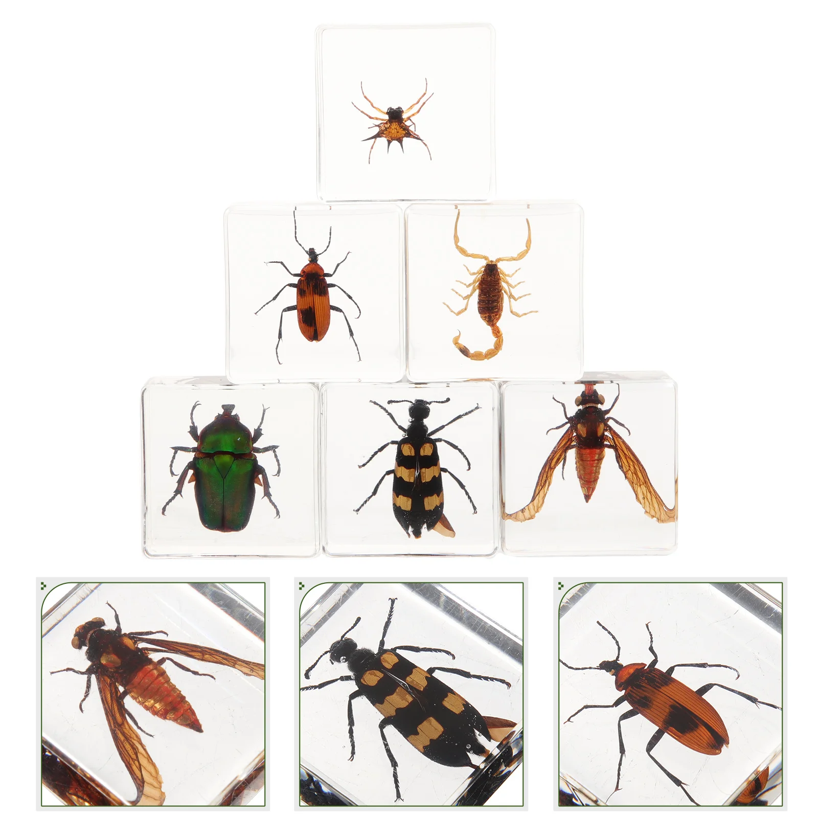 

6 Pcs Small Insect Specimen Student Desk Decorations Sticky Traps for Resin Insects