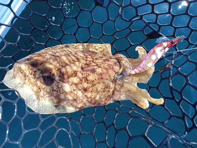 Kingdom Egi Squid Bait Artificial Jigging Lures Slow Sinking Squid Hooks Sea Fishing Octopus Cuttlefish Luminous Tackle Lure