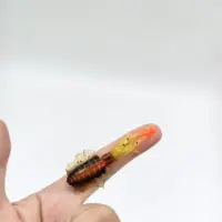 DUODUOYU 1PCS Mini Soft Squid Fishing Lure 6cm 2g Luminous UV Squid Jigs For Freshwater Fishing Lure Wobbler Bait Fishing Tackle 4