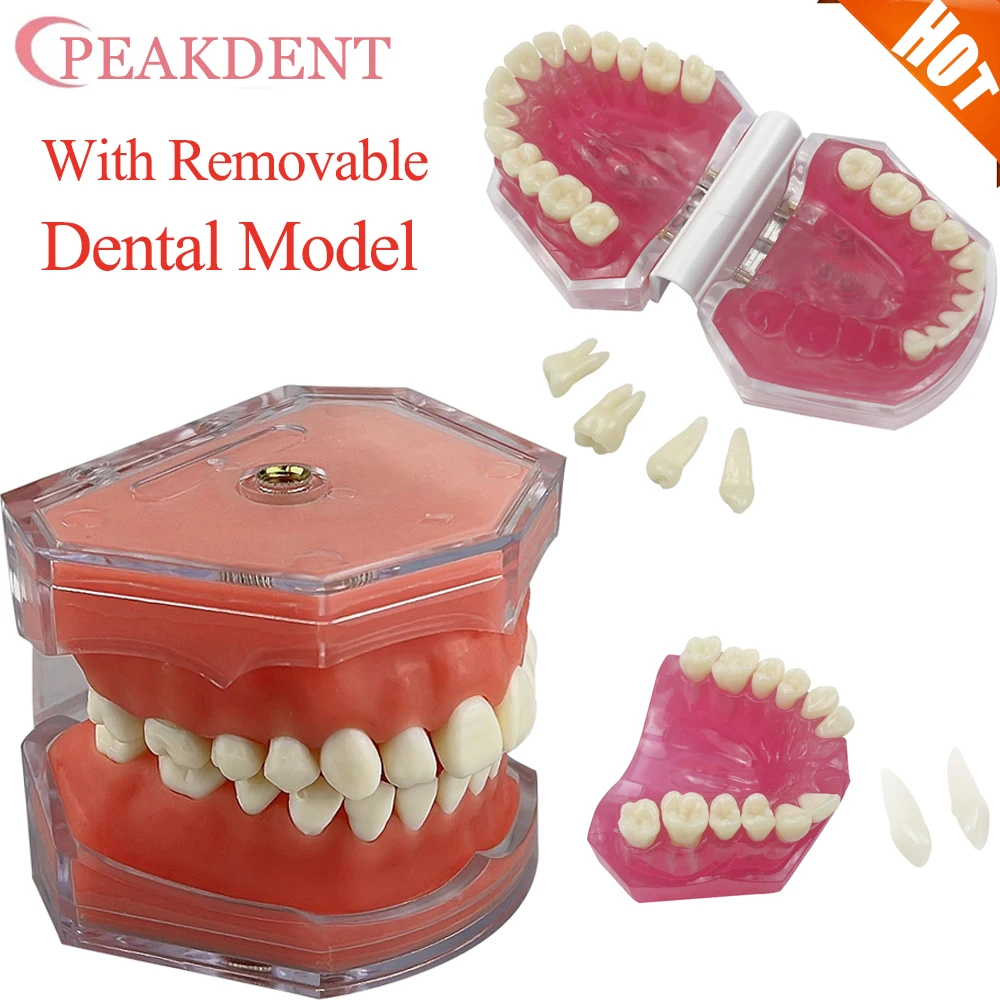 

Со съемной стоматологической модели, стандартная челюсть Typodont, мягкая резинка, зубная экстракция, обучающая демонстрационная прозрачная модель