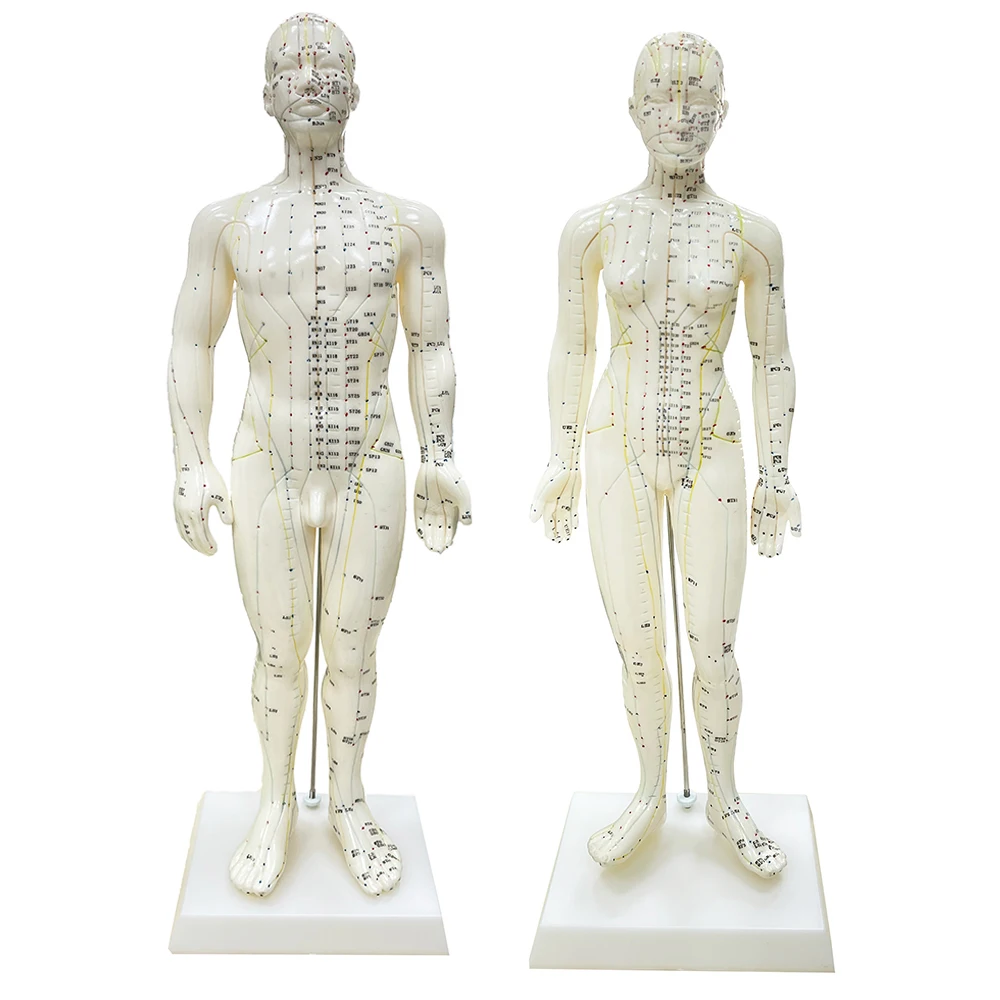 48CM/50CM Female Male Acupuncture Points Human Body Head Foot Hand Mode Base Human Acupuncture Meridians Model with User Manual