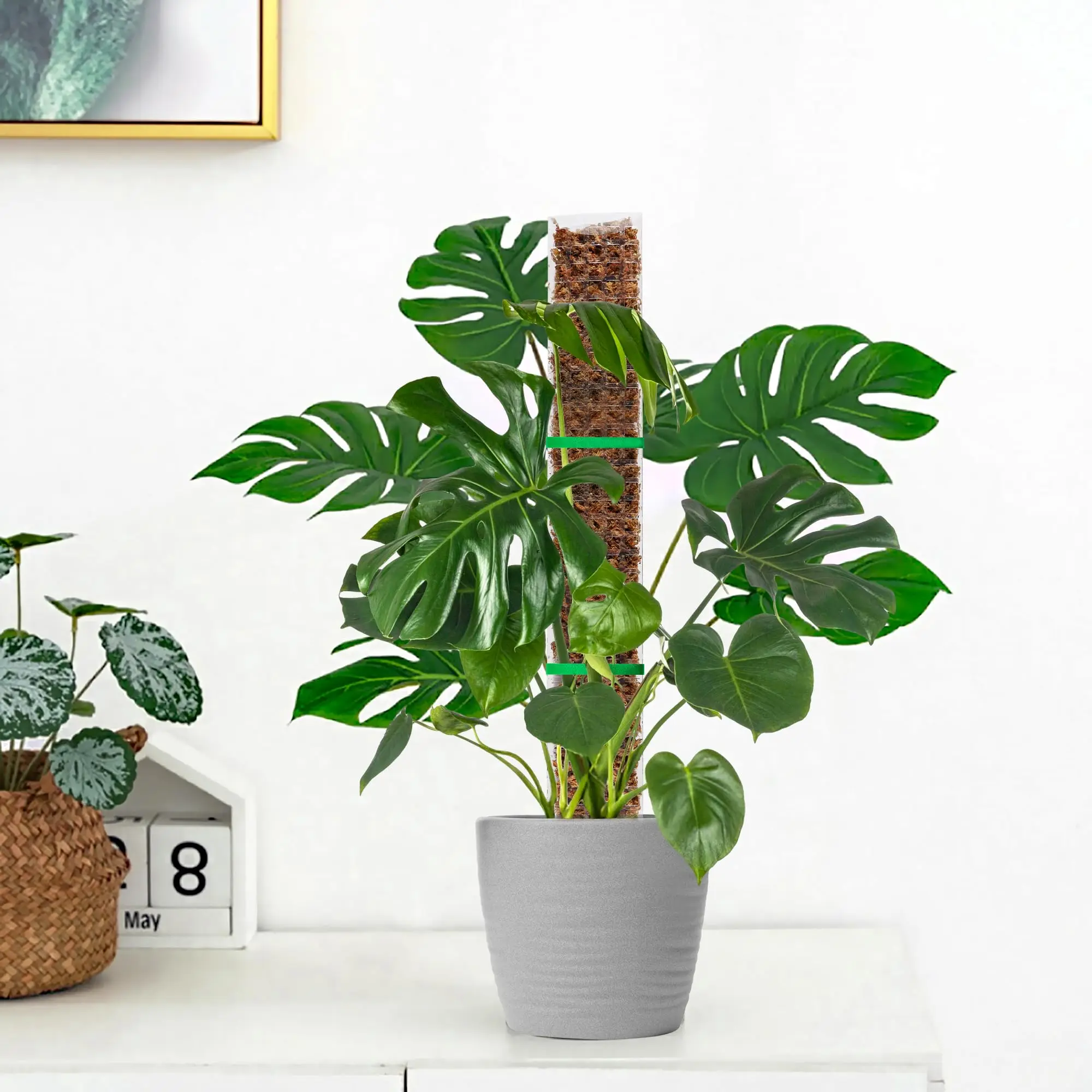 Kunststoff-Moosstange für Pflanzen Monstera, 24 Zoll/36 Zoll/48 Zoll Pflanzenstangen für Kletterpflanzen, Unterstützung für Zimmerpflanzen, Gartenwachstumspfahl – Detail 6