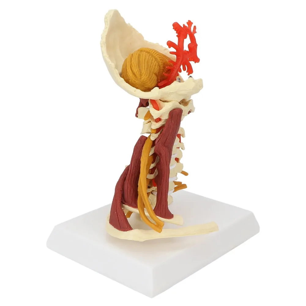 1:1 Life Size Human Anatomical Model Removable Human Spinal Nerves Model Cervical Vertebra Body Spine Anatomy Spinal Model Hot