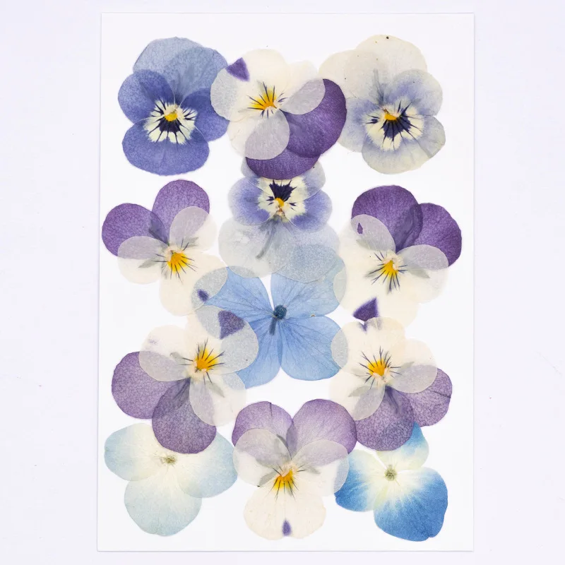 12pcs,Real Viola Cornuta Pressed Dried Flowers Natural Petals DIY Face Makeup Resin Bookmarks Candle Craft Decor Supplies
