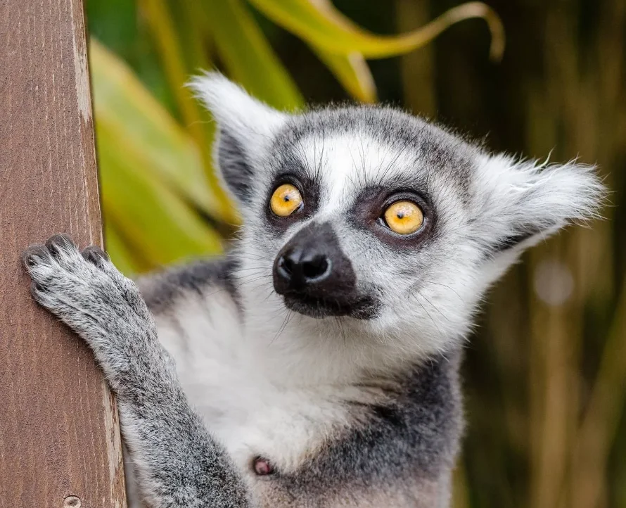 

UD12-PRO V3.0 1:12 Бесщеточный радиоуправляемый грузовик — высокоскоростной внедорожный автомобиль для пустыни с приводом, 60 А ESC, металлический амортизатор, 2,4 ГГц