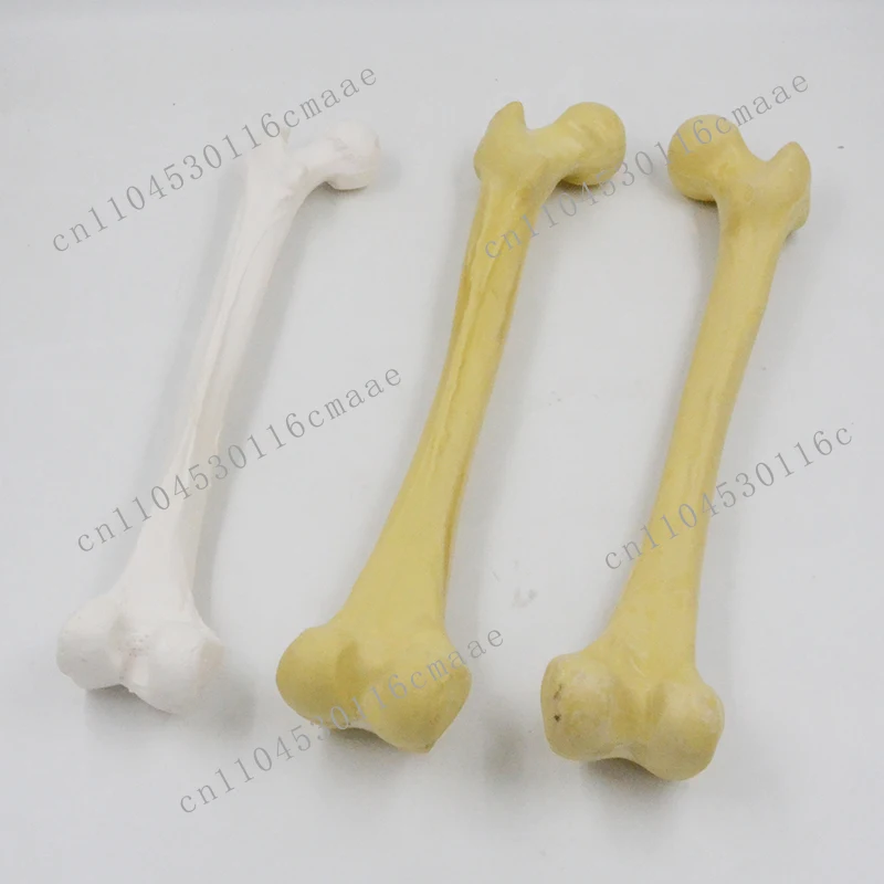 1:1 Human Simulated Skeleton Femoral Head Thigh Bone Limb Bone Long Bone Medical Teaching Model