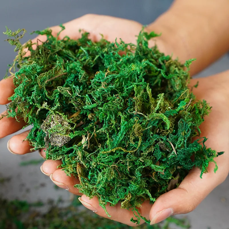 100g Artificial Moss Simulation Plants Immortal Moss Micro Landscape Bonsai Decoration Indoor Garden Decoration Green Moss