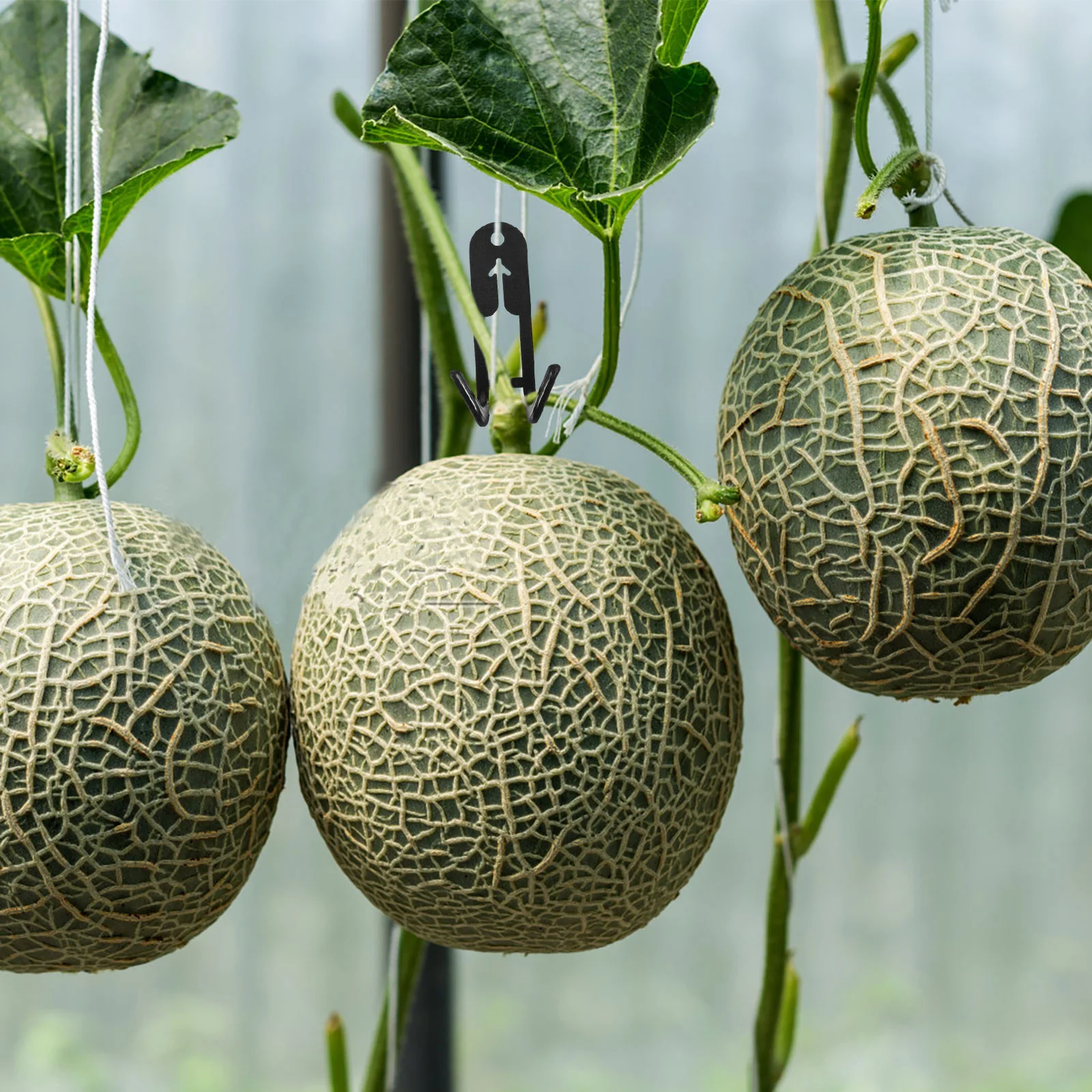 50 قطعة Cantaloupe هوك قوس تعريشة لتسلق النباتات في الهواء الطلق حديقة مقاطع للنباتات دعم السنانير الثقيلة للتعليق Pl