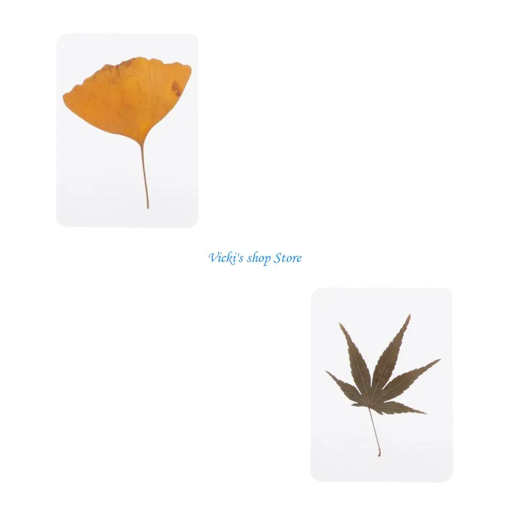 الأوراق المجففة الطبيعية مزيج الصحافة زهرة أوراق النبات عينة DIY بها بنفسك الراتنج الحرف