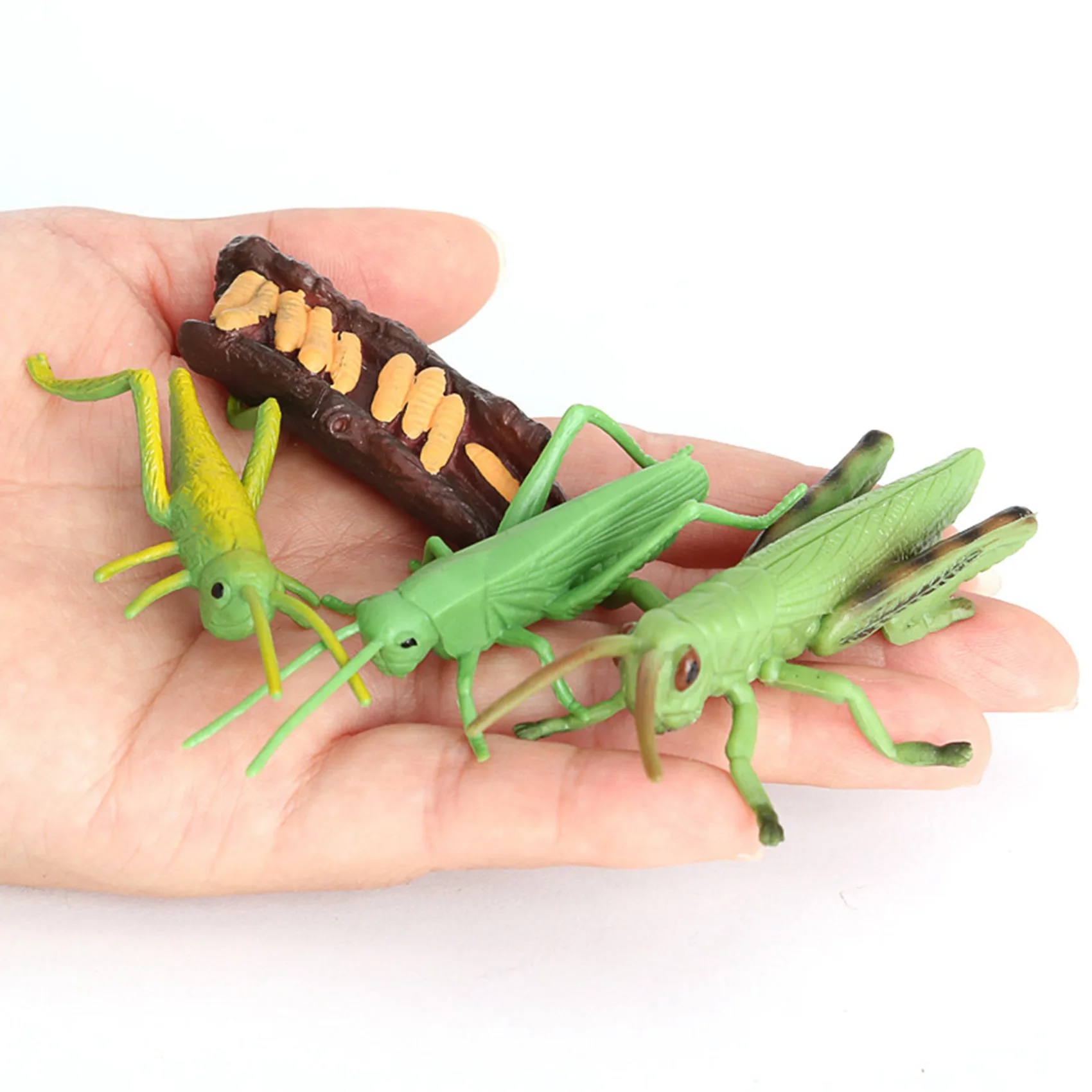 Simulation Locust Animal Life Cycle,Insect Growth Cycle Model Locust Animals Growth Cycle Model Educational Kids Toys A