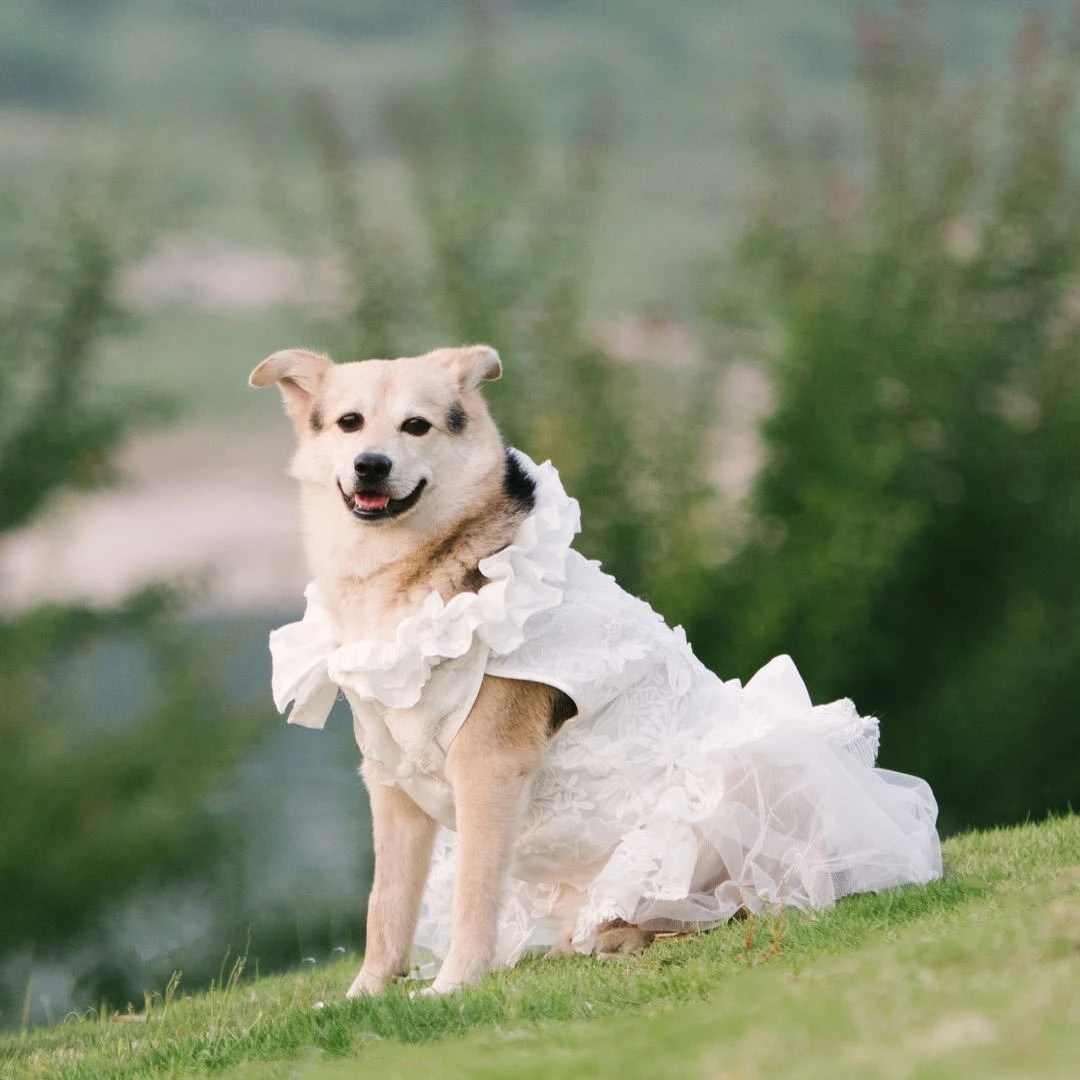 large dog bridesmaid dress Formal Dog Dress