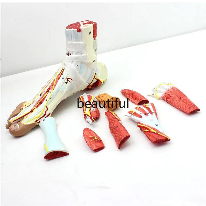 9 Parts 1:1 Life Sized Human Foot Joint Anatomical Model Muscle Neurovascular Ligament  Hand Foot Surgery Model