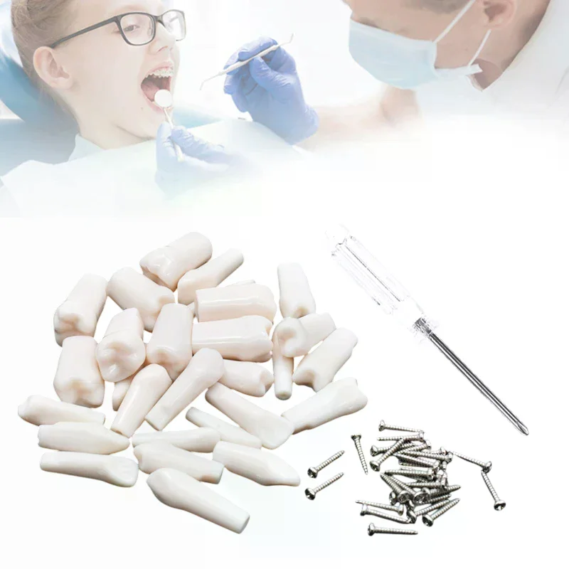 

28/32 шт., модель зубов Typodont, съемная индивидуальная ввинчивающаяся смола, тренировочное пособие для практики протезов, сменный зуб